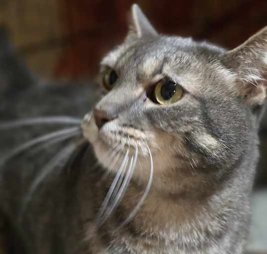Photo of Pepperoni