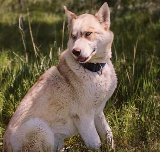 Photo of Kodiak