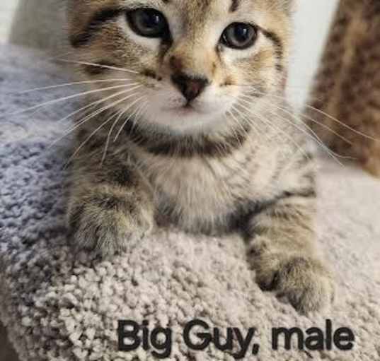 Photo of Big Guy