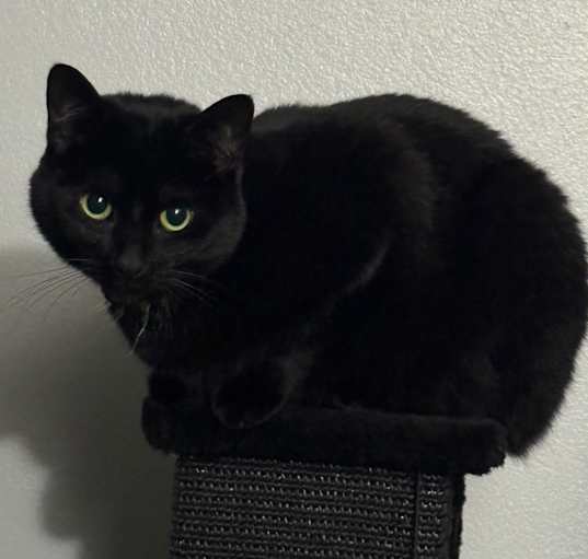 Photo of Ember