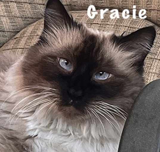 Photo of Gracie