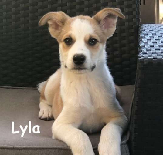 Photo of Lyla