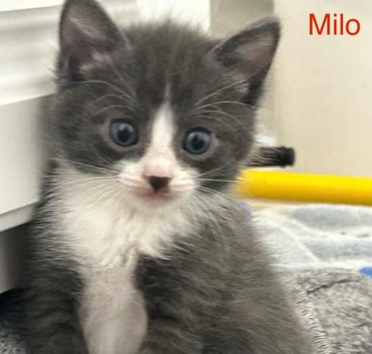 Photo of Milo (blue collar)