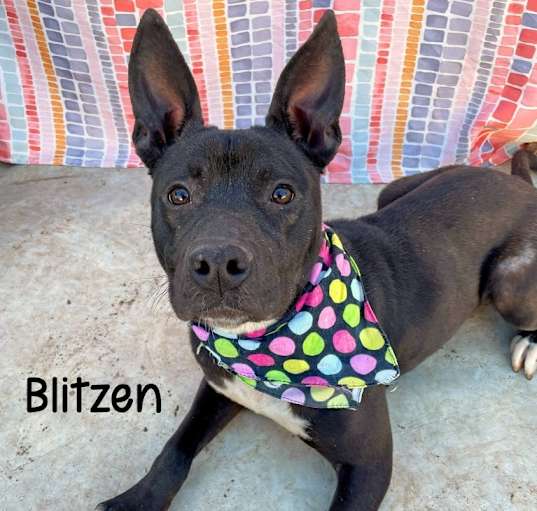 Photo of Blitzen