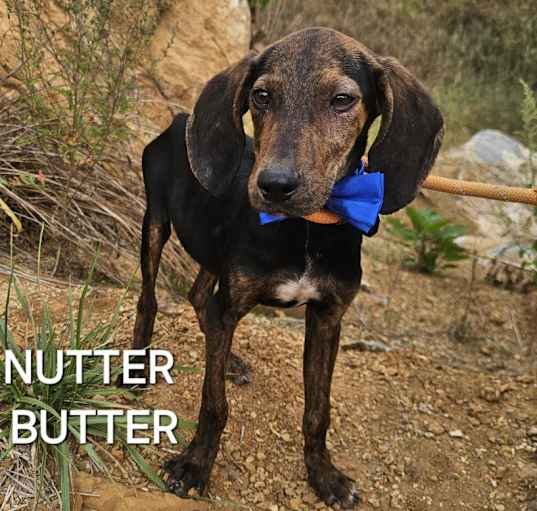 Photo of Nutter Butter