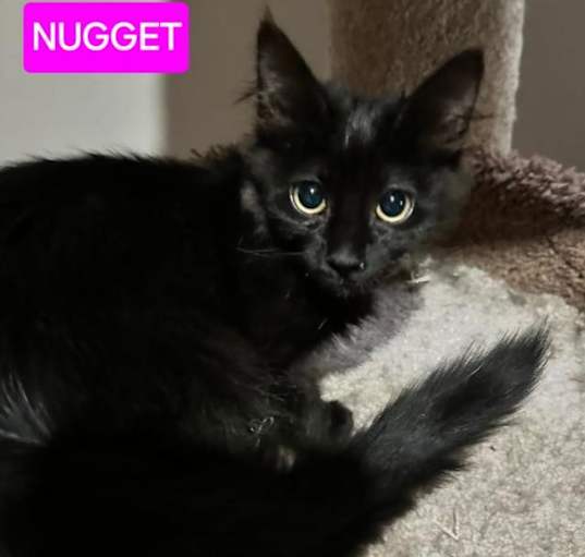 Photo of Nugget