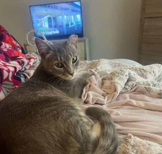 Photo of Willow