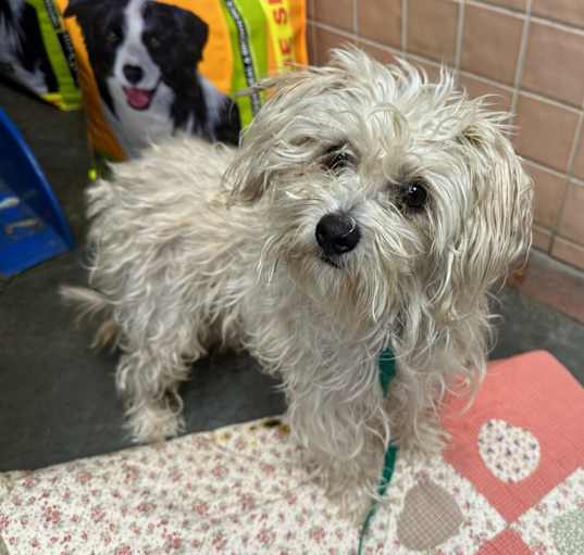 Photo of DAISY