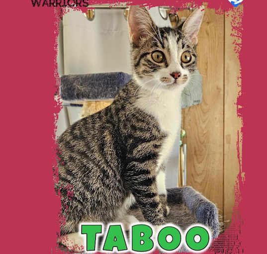 Photo of Tabooczarny