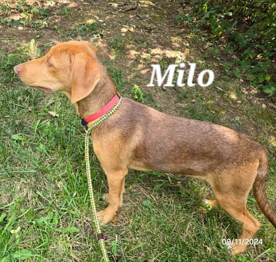 Photo of Milo