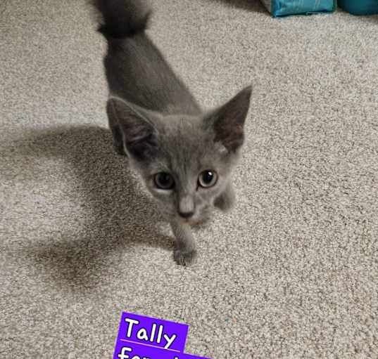 Photo of Tally