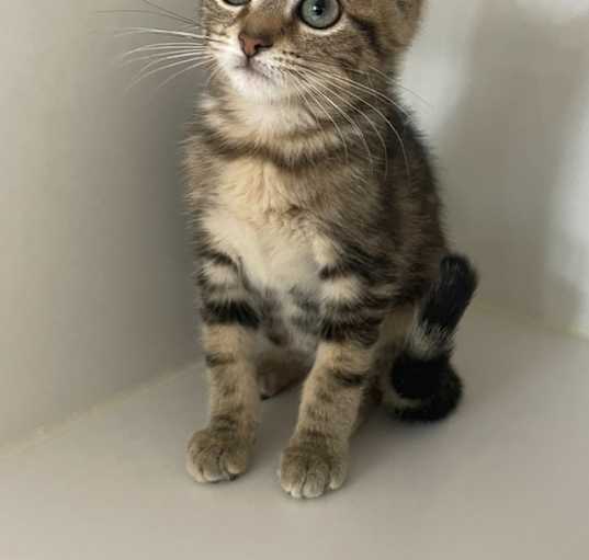 Photo of Freya ~ Available at PetSmart Warsaw,  IN!