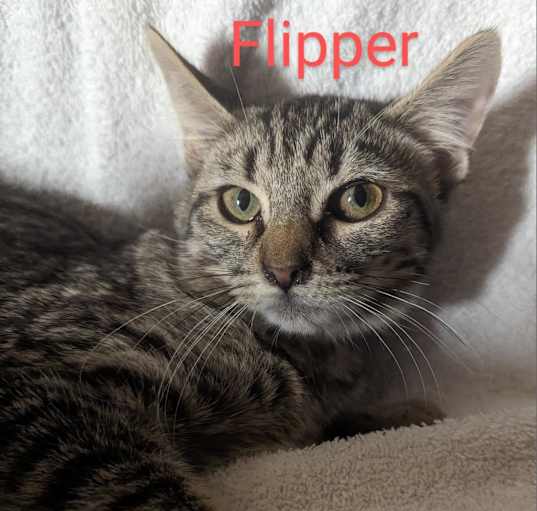 Photo of Flipper