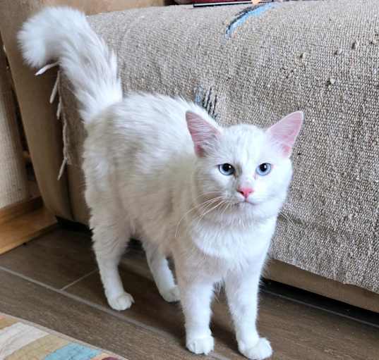 Photo of Snowball