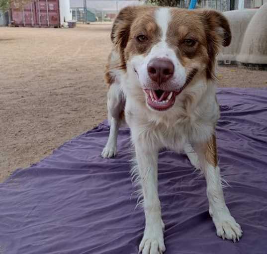 Photo of Lilac-in a foster home