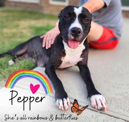 Photo of Pepper