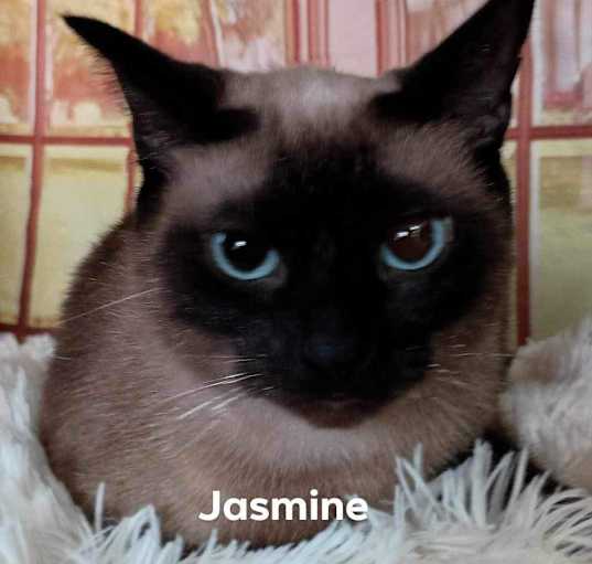 Photo of Jasmine