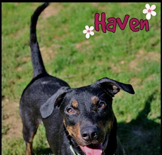 Photo of Haven