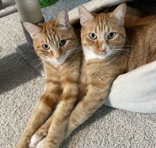 Photo of Butterscotch & Pumpkin