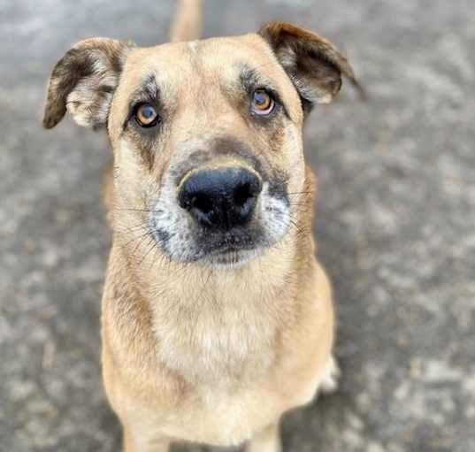 Photo of Huckleberry