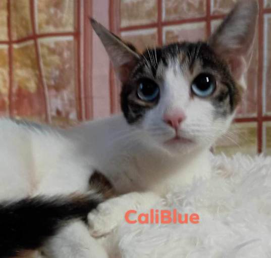 Photo of Caliblue