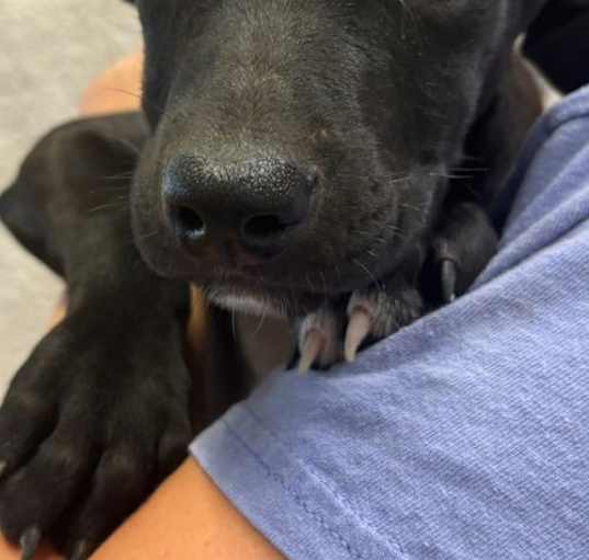 Photo of Jan -12 weeks terrier mix