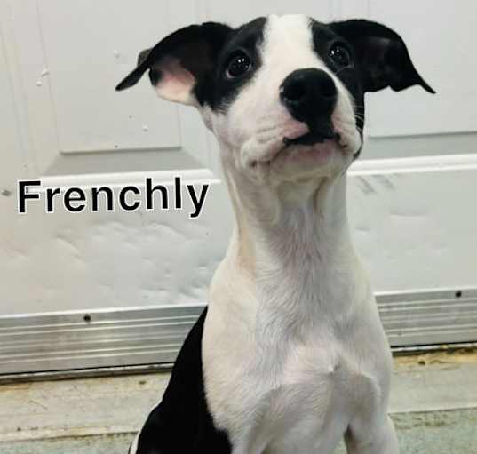 Photo of Frenchly -12 weeks terrier mix