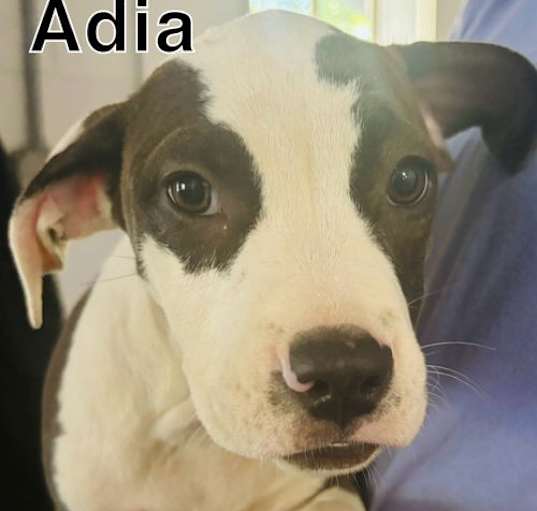 Photo of Adia -12 weeks terrier mix