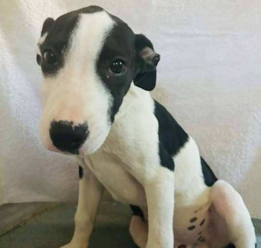 Photo of Kenickie -12 weeks terrier mix