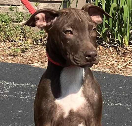 Photo of Danny -12 weeks terrier mix