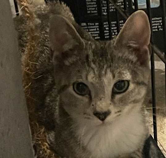 Photo of Dorito