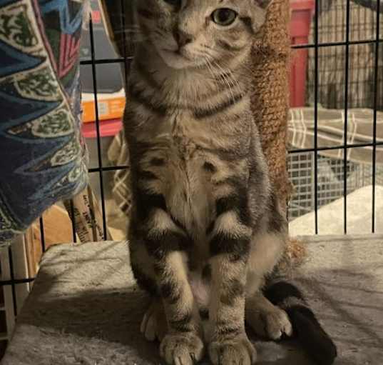 Photo of Cheeto