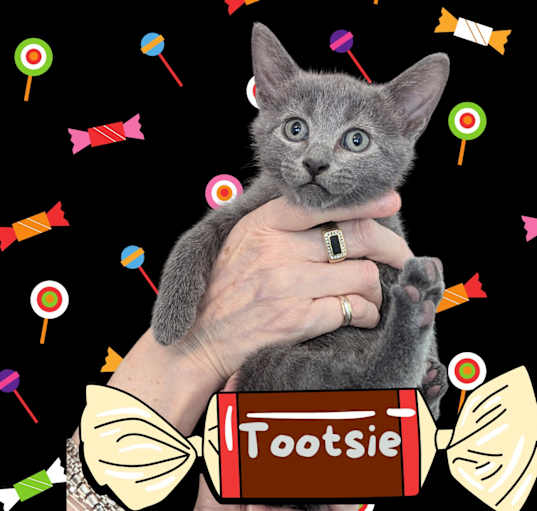 Photo of Tootsie