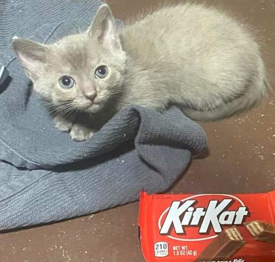 Photo of Kit Kat