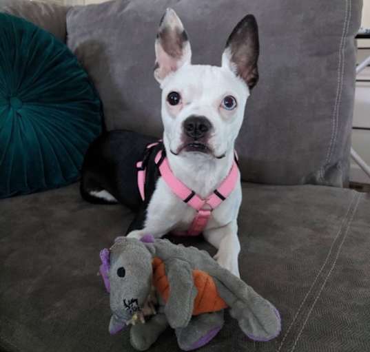 Photo of Piper