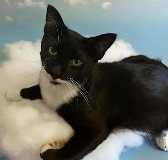Photo of mr. gentleman