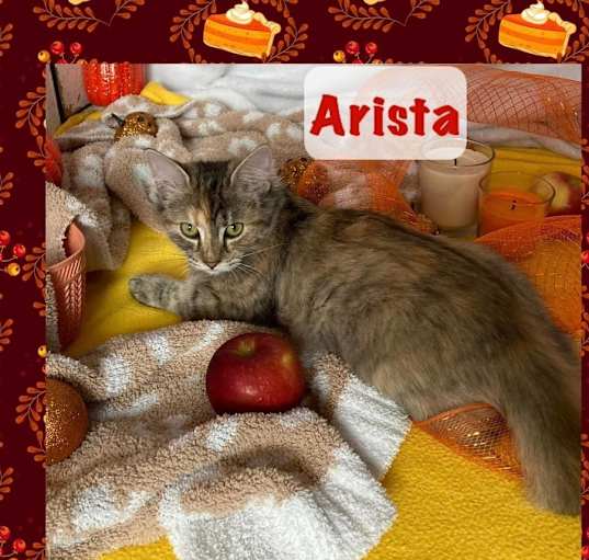 Photo of Arista