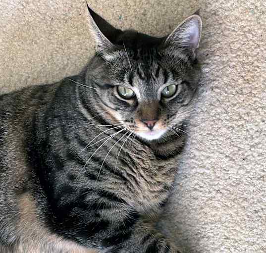 Photo of Lulu