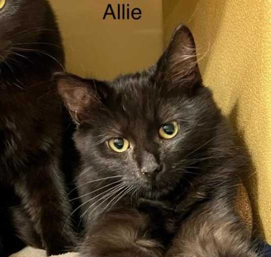 Photo of Allie (Bonded with Alexis)