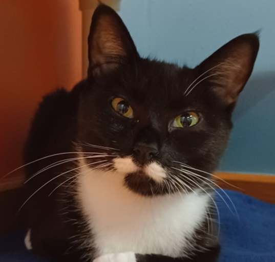 Photo of Tuxley - AVAILABLE