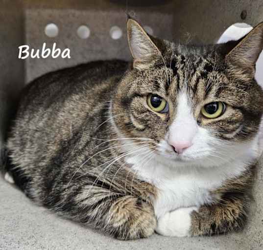 Photo of BUBBA