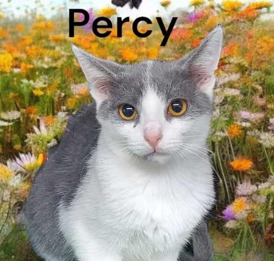 Photo of Percy