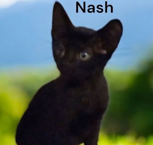 Photo of Nash