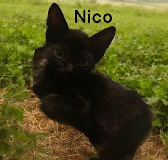 Photo of Nico