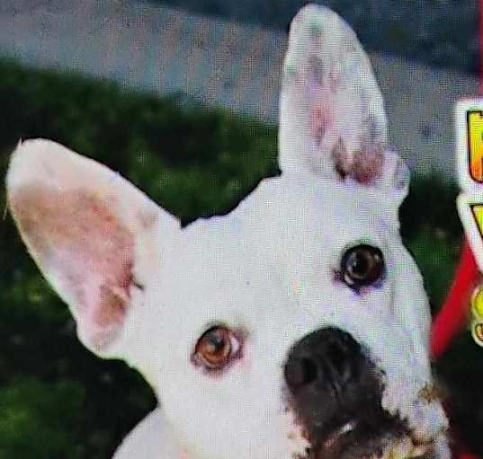 Photo of Susie