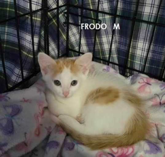 Photo of FRODO