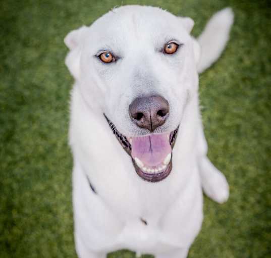 Photo of Ghost (A2144673)