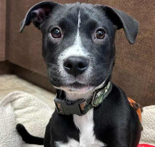 Photo of Sid - Adoption Fee Paid!