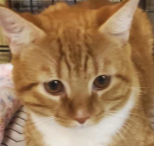 Photo of GARFIELD