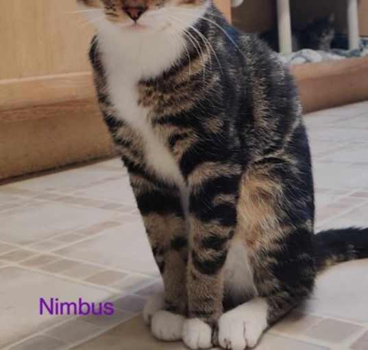 Photo of Nimbus